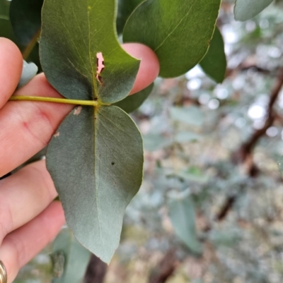 Eucalyptus cinerea subsp. cinerea (Argyle Apple) at Bullen Range - 29 Jun 2024 by BethanyDunne