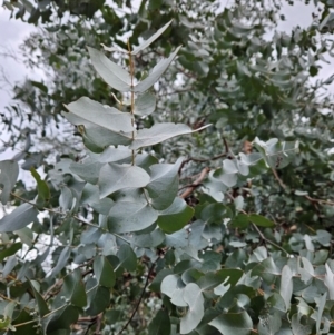 Eucalyptus cinerea subsp. cinerea at Bullen Range - 29 Jun 2024 03:20 PM