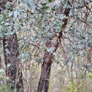 Eucalyptus cinerea subsp. cinerea at Bullen Range - 29 Jun 2024 03:20 PM