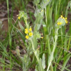 Amsinckia menziesii at Morton Plains, VIC - 18 Sep 2016 03:06 PM