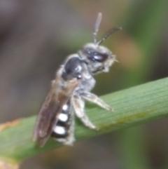 Lasioglossum sp. at Morton Plains, VIC - 18 Sep 2016 by WendyEM