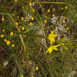 Bulbine bulbosa at Morton Plains, VIC - 18 Sep 2016