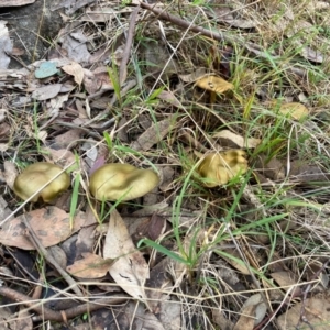 Cortinarius austrovenetus at Flynn, ACT - 29 Jun 2024 03:22 PM