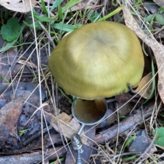 Cortinarius austrovenetus at Flynn, ACT - 29 Jun 2024 03:22 PM