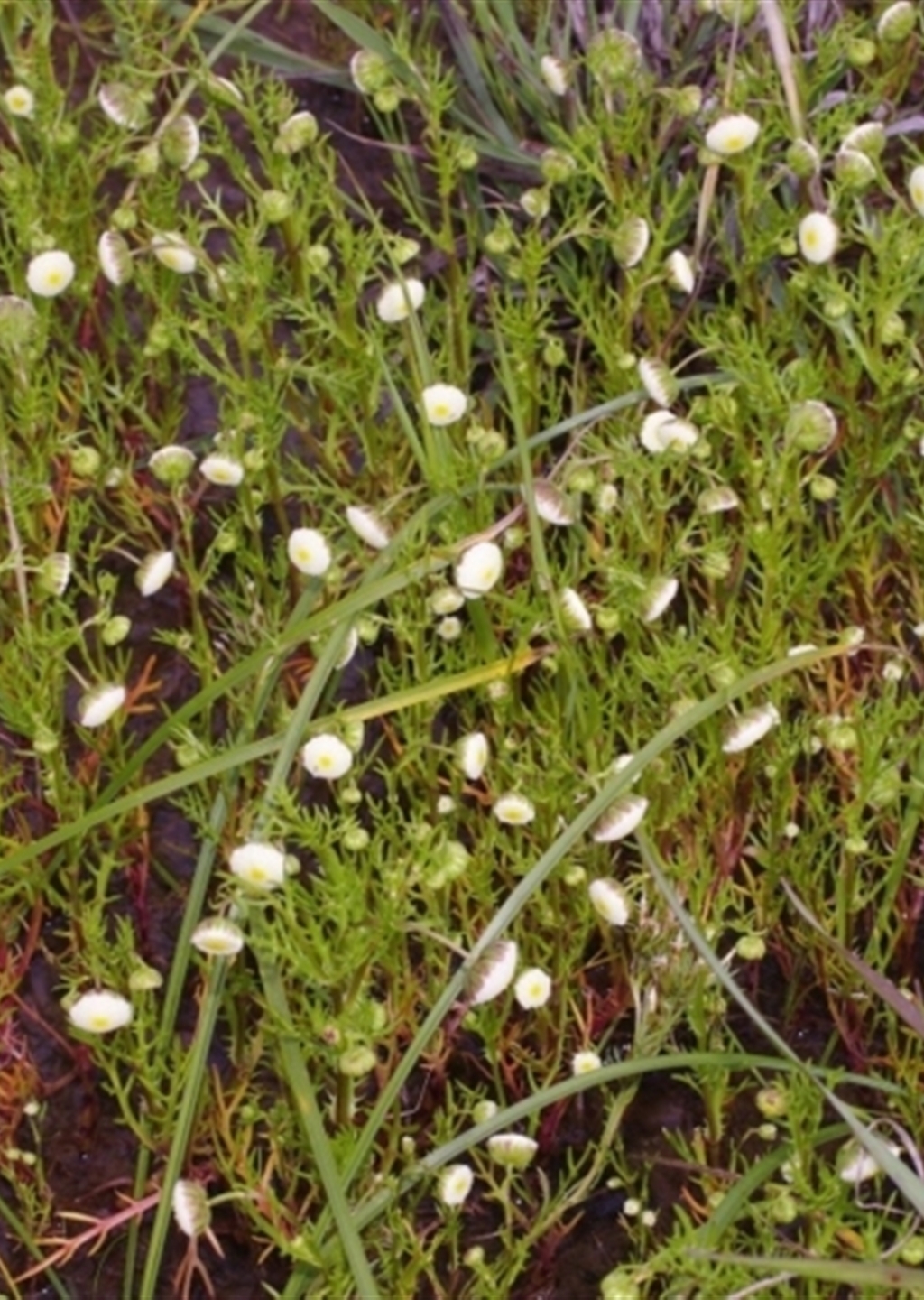 Cotula bipinnata at Morton Plains, VIC - Loddon Mallee