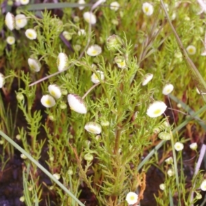 Cotula bipinnata at Morton Plains, VIC - 18 Sep 2016