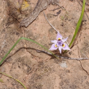 Moraea setifolia at Morton Plains, VIC - 18 Sep 2016 03:21 PM