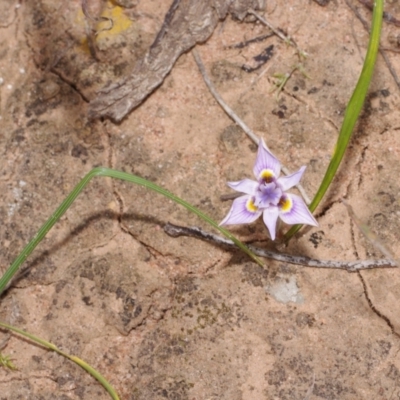 Moraea setifolia (Thread Iris) at Morton Plains, VIC - 18 Sep 2016 by WendyEM