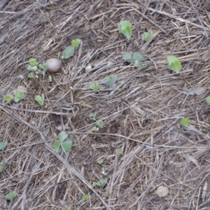 Marsilea drummondii at Morton Plains, VIC - 18 Sep 2016