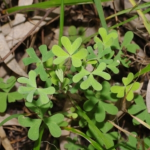 Oxalis pes-caprae at Morton Plains, VIC - 18 Sep 2016 03:14 PM