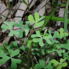 Oxalis pes-caprae at Morton Plains, VIC - 18 Sep 2016 03:14 PM