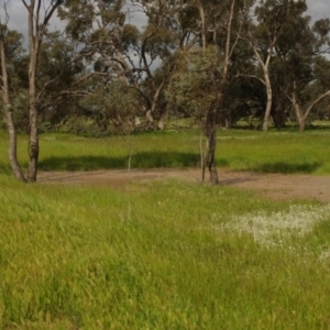 Eucalyptus largiflorens at Morton Plains, VIC - 18 Sep 2016