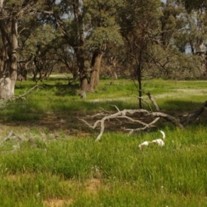 Eucalyptus largiflorens at Morton Plains, VIC - 18 Sep 2016