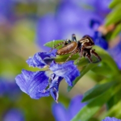 Opisthoncus serratofasciatus at Florey, ACT - suppressed