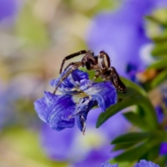 Opisthoncus serratofasciatus at Florey, ACT - suppressed