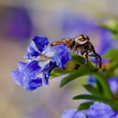 Opisthoncus serratofasciatus at Florey, ACT - suppressed