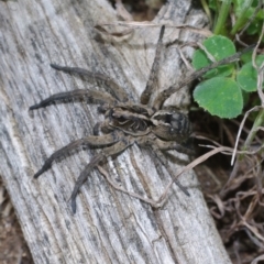 Tasmanicosa sp. (genus) (Tasmanicosa wolf spider) at Morton Plains, VIC - 18 Sep 2016 by WendyEM