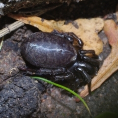 Unverified Other hunting spider at Morton Plains, VIC - 18 Sep 2016 by WendyEM