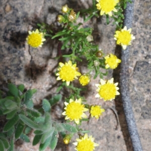 Hyalosperma semisterile at Morton Plains, VIC - 18 Sep 2016