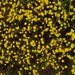 Hyalosperma semisterile at Morton Plains, VIC - 18 Sep 2016