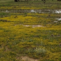 Hyalosperma semisterile at Morton Plains, VIC - 18 Sep 2016