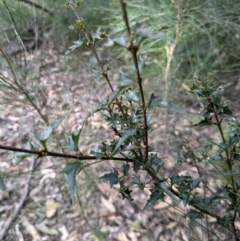 Podolobium ilicifolium (prickly shaggy-pea) at BA124 - 29 Jun 2024 by WalterEgo