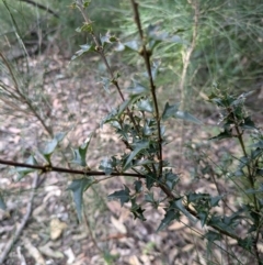 Podolobium ilicifolium (Prickly Shaggy-pea) at BA124 - 29 Jun 2024 by WalterEgo