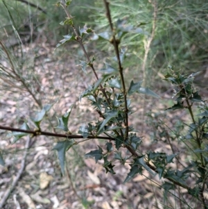 Podolobium ilicifolium at BA124 - 29 Jun 2024 02:07 PM