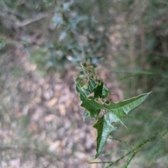 Podolobium ilicifolium at BA124 - 29 Jun 2024