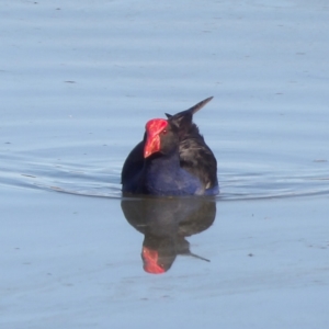 Porphyrio melanotus at Jerrabomberra Wetlands - 28 Jun 2024