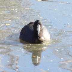 Fulica atra (Eurasian Coot) at Jerrabomberra Wetlands - 28 Jun 2024 by MatthewFrawley