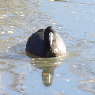 Fulica atra (Eurasian Coot) at Jerrabomberra Wetlands - 28 Jun 2024 by MatthewFrawley