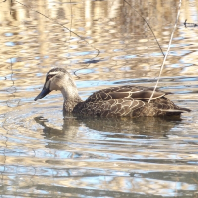 Anas superciliosa (Pacific Black Duck) at Jerrabomberra Wetlands - 28 Jun 2024 by MatthewFrawley