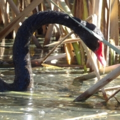Cygnus atratus (Black Swan) at Jerrabomberra Wetlands - 28 Jun 2024 by MatthewFrawley