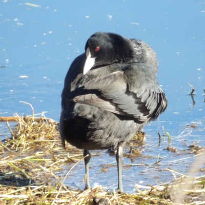 Fulica atra (Eurasian Coot) at Jerrabomberra Wetlands - 28 Jun 2024 by MatthewFrawley