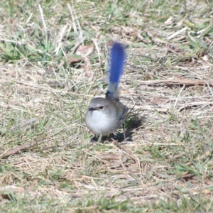 Malurus cyaneus at Jerrabomberra Wetlands - 28 Jun 2024 01:20 PM