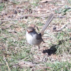 Malurus cyaneus at Jerrabomberra Wetlands - 28 Jun 2024 01:20 PM