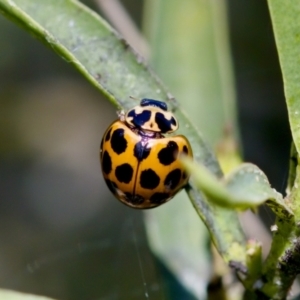 Harmonia conformis at Florey, ACT - 28 Oct 2023