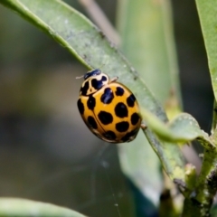 Harmonia conformis at Florey, ACT - suppressed