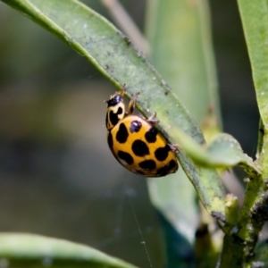 Harmonia conformis at Florey, ACT - suppressed