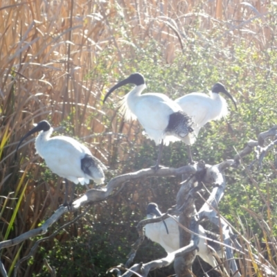 Threskiornis molucca (Australian White Ibis) at Jerrabomberra Wetlands - 28 Jun 2024 by MatthewFrawley