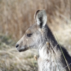 Macropus giganteus (Eastern Grey Kangaroo) at Jerrabomberra Wetlands - 28 Jun 2024 by MatthewFrawley