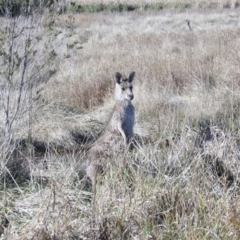 Macropus giganteus at Jerrabomberra Wetlands - 28 Jun 2024 01:31 PM