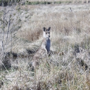 Macropus giganteus at Jerrabomberra Wetlands - 28 Jun 2024 01:31 PM