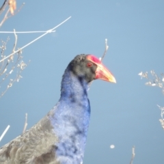 Porphyrio melanotus (Australasian Swamphen) at Jerrabomberra Wetlands - 28 Jun 2024 by MatthewFrawley