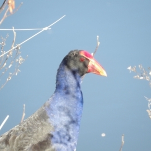 Porphyrio melanotus at Jerrabomberra Wetlands - 28 Jun 2024