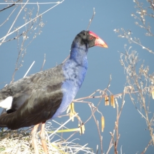 Porphyrio melanotus at Jerrabomberra Wetlands - 28 Jun 2024