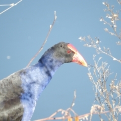 Porphyrio melanotus at Jerrabomberra Wetlands - 28 Jun 2024