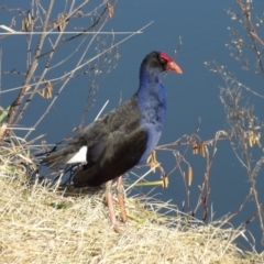 Porphyrio melanotus at Jerrabomberra Wetlands - 28 Jun 2024