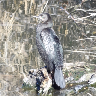 Phalacrocorax sulcirostris (Little Black Cormorant) at Jerrabomberra Wetlands - 28 Jun 2024 by MatthewFrawley